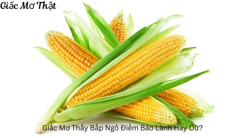 Giấc Mơ Thấy Bắp Ngô Điềm Báo Lành Hay Dữ?